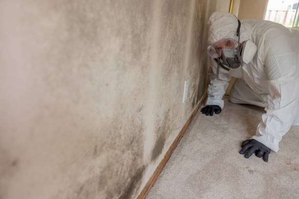 Best Emergency Mold Remediation  in Brunswick, GA